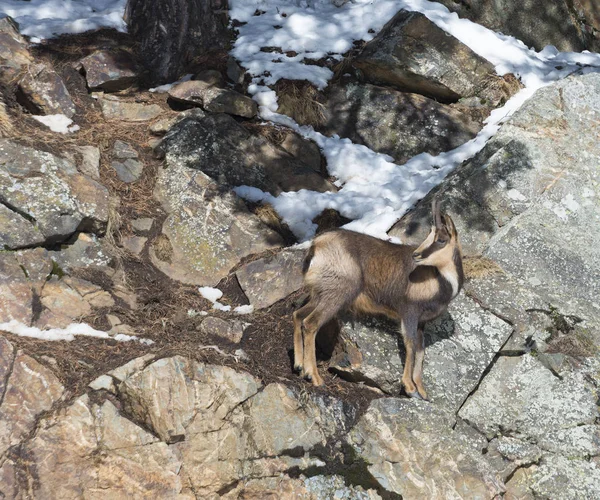 Gamuza Montaña Sobre Las Rocas Invierno Fotos de stock libres de derechos