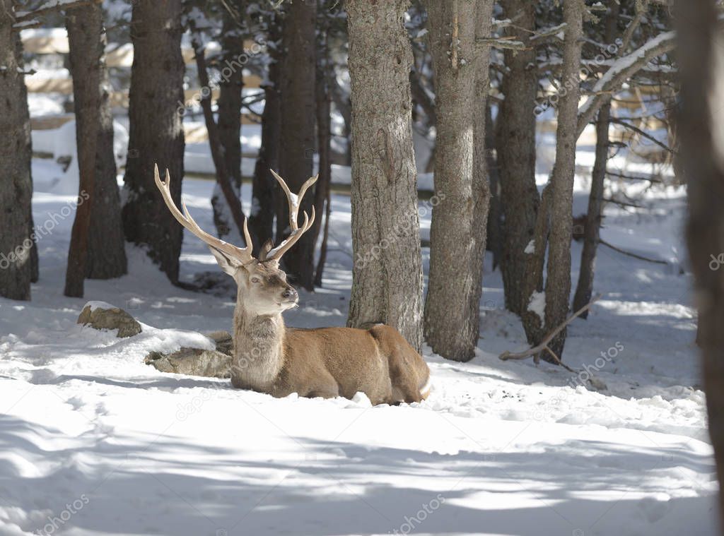 adult nobily deer in the winter forest