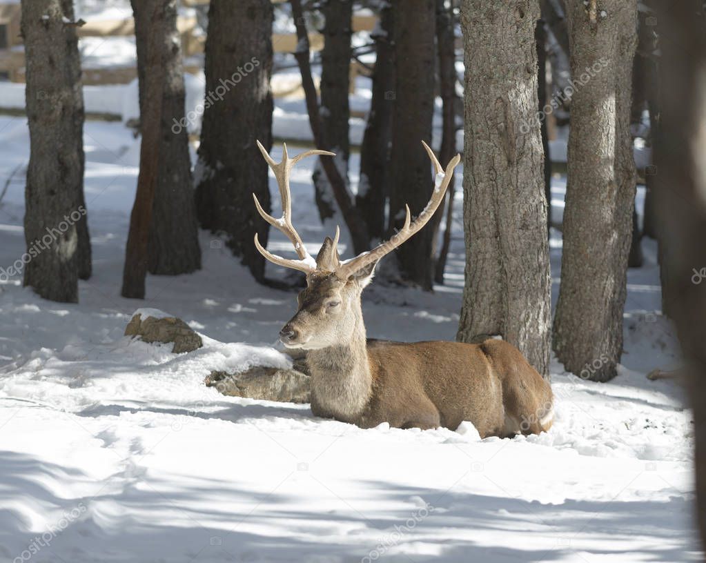 adult noble deer lies in the winter forest