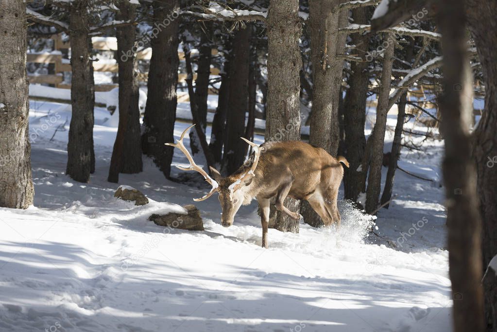 adult Noble deer in the winter forest