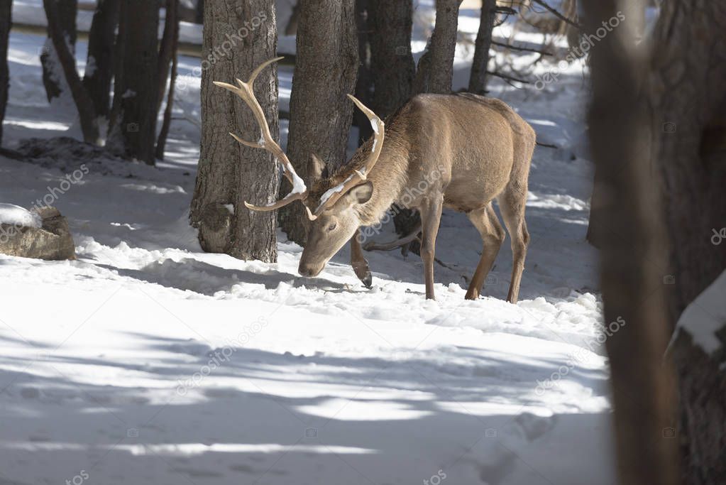 adult nobily deer in the winter forest