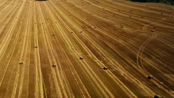 Vuelo Sobre Campos Cultivados Con Pajar Después Cosecha Vista Panorámica — Vídeos de Stock