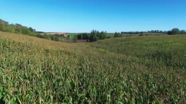 コンパイル ビデオ 飛行や空中パノラマ ビュー晴れた日で熟したトウモロコシ畑の上の離陸 — ストック動画