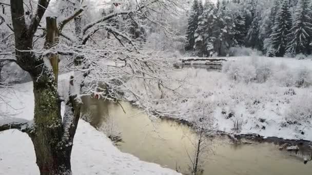 공화국 트리와 냉동된 숲에서 구불구불한 북쪽에 Snowly 겨울입니다 파노라마 — 비디오