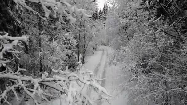Voo Decolagem Sobre Estrada Rural Floresta Congelada Inverno Entre Ramos — Vídeo de Stock
