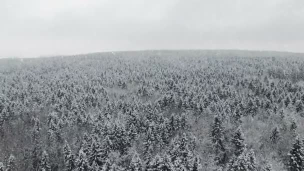 4K. Vol au-dessus de la forêt hivernale lors de chutes de neige au nord, vue panoramique aérienne .