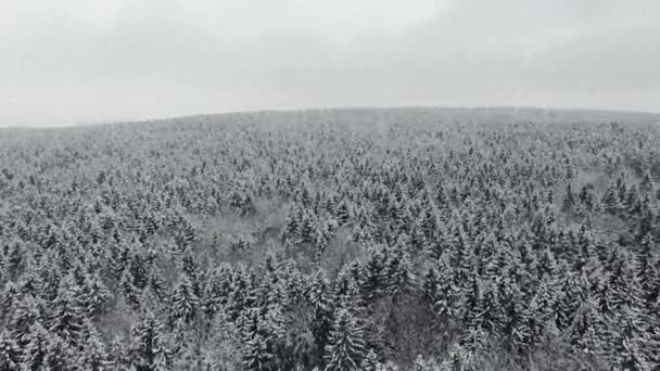 Flygning Över Vintern Skogen Vid Snöfall Den Norra Antenn Panoramautsikten — Stockvideo