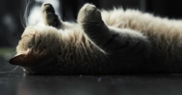 British cat lying on the floor on his back, trying to sleep. happy cat — Stock Video