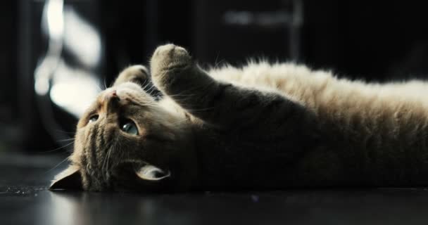 Gato británico tumbado en el suelo sobre su espalda, intentando dormir. gato feliz — Vídeos de Stock