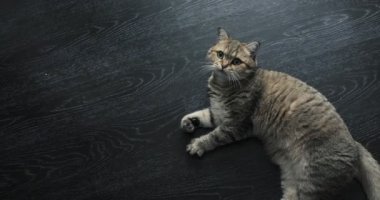 şirin golden İngiliz kedi komik arıyor