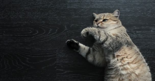 Британський Кіт Лежав Підлозі Намагаючись Спати Щасливі Кішка — стокове відео