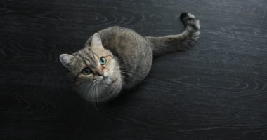 şirin golden İngiliz kedi komik arıyor