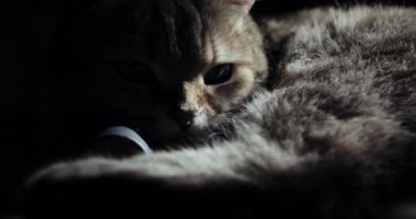 Altın İngiliz kedisi hayvan portresi geniş bir yelpazede duygular