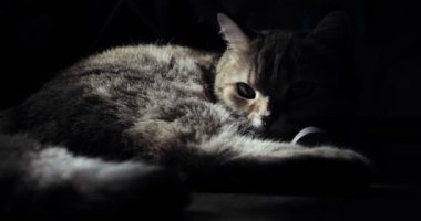 İngiliz kedi yerde, yatarken uyumaya çalışıyor. mutlu kedi