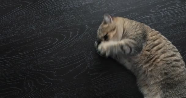 Милая золотистая британская кошка выглядит смешно — стоковое видео