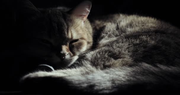 Gato británico tirado en el suelo, tratando de dormir. gato feliz — Vídeo de stock