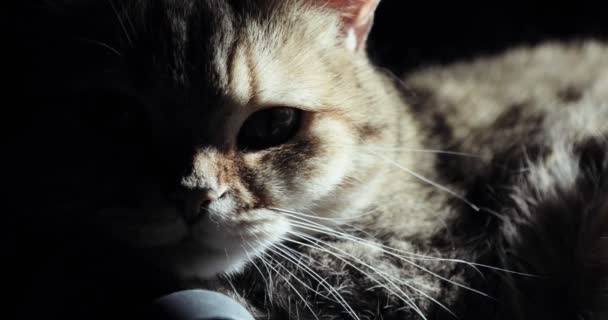 British cat lying on the floor, trying to sleep. happy cat — Stock Video