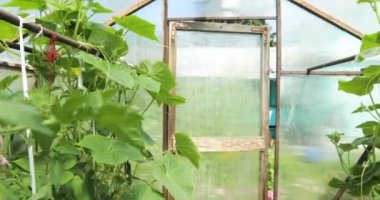 Küçük bir sera, bitkilerin uzun satırları bir sürü. Kapalı sera çiftlikleri