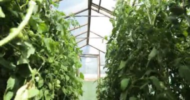 Küçük bir sera, bitkilerin uzun satırları bir sürü. Kapalı sera çiftlikleri