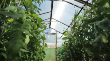 Küçük bir sera, bitkilerin uzun satırları bir sürü. Ev Bahçe serada.