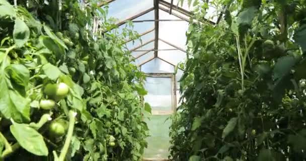 A small greenhouse, a lot of long rows of plants. greenhouse in home garden. — Stock Video