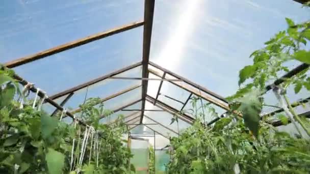 Malý skleník, hodně dlouhé řádky rostlin. skleník v domácí zahradě. — Stock video