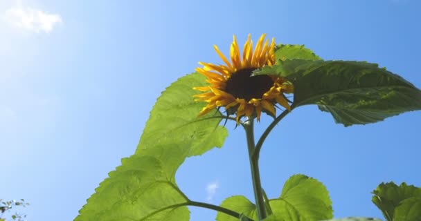 Solros mot blå himmel. blommande solrosor och molniga himmel — Stockvideo