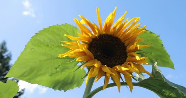 Blooming sunflower and cloudy sky. Sunflower against blue sky. — Stock Video