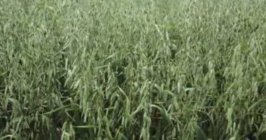 Yulaf Avena sativa biyo altın, alanlarla yoğun tahıl olarak yetiştirilen atış ayrıntı, çiftlik hayvanları için yem, Gıda sağlıklı beslenme için yulaf gevreği, sopa ve lapa gibi. Burası çoğu gıda, besin zengin atlar