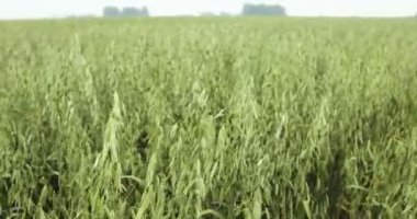 Yulaf Avena sativa biyo altın, alanlarla yoğun tahıl olarak yetiştirilen atış ayrıntı, çiftlik hayvanları için yem, Gıda sağlıklı beslenme için yulaf gevreği, sopa ve lapa gibi. Burası çoğu gıda, besin zengin atlar