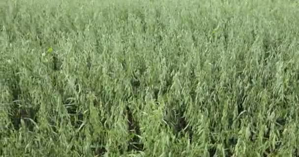 détail du champ d'avoine mûr le jour du vent 