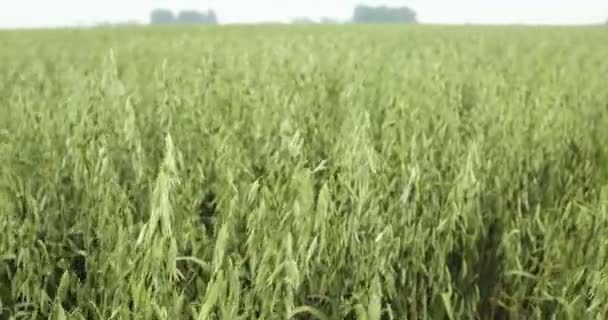 Champs d'avoine Avena sativa bio or, cultivé abondamment sous forme de céréales, détails de grenaille, alimentation du bétail, nourriture pour une alimentation saine, tels que flocons d'avoine, bâtonnets et purée. Chevaux c'est la plupart des aliments, riches en nutriments — Video