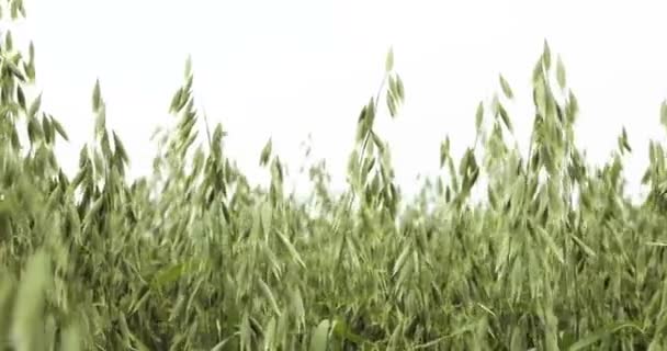 Fält med havre Avena sativa bio guld, sköt odlas i stor utsträckning som säd, detalj, foder, mat för sunda matvanor, såsom havregryn, pinnar och mosar. Hästar är det mest mat, näringsrikt — Stockvideo