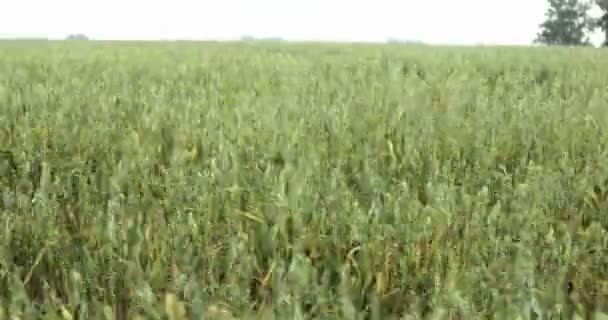 Поля відео з вівса. вид на вівсяне поле, Сербія — стокове відео