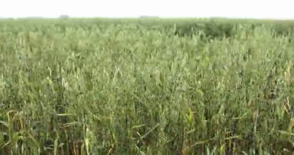 Кадры из овса. view of the oats field, Serbia — стоковое видео