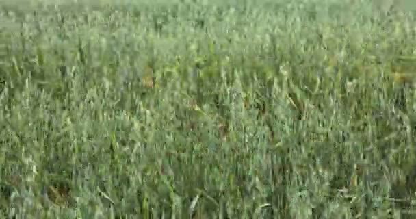 Detalle del campo de avena maduro en el día ventoso — Vídeos de Stock
