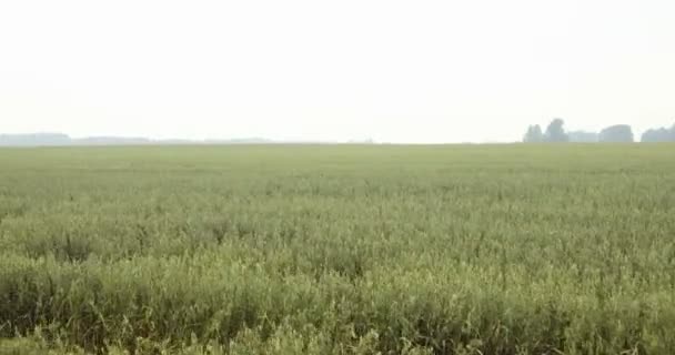 Campos de filmación de avena. vista del campo de avena, Serbia — Vídeos de Stock