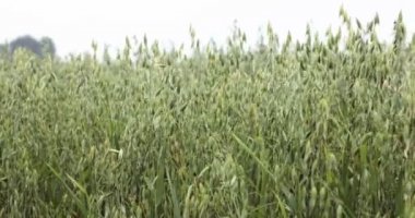 Yulaf görüntüleri sahası. Görünüm yulaf alanın, Sırbistan