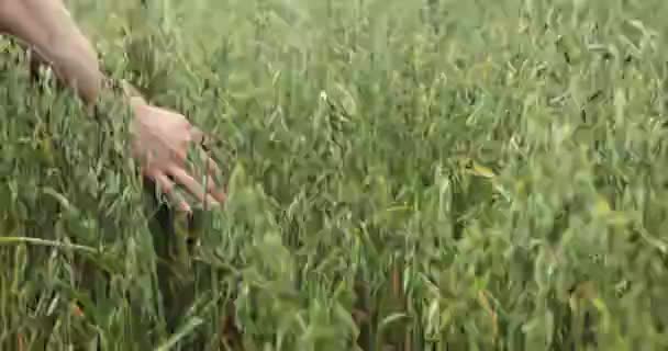 Hand van boer aanraken van haver oogst — Stockvideo