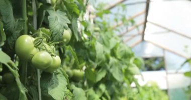 Sera domates çırpı içindeki yeşil domates ile