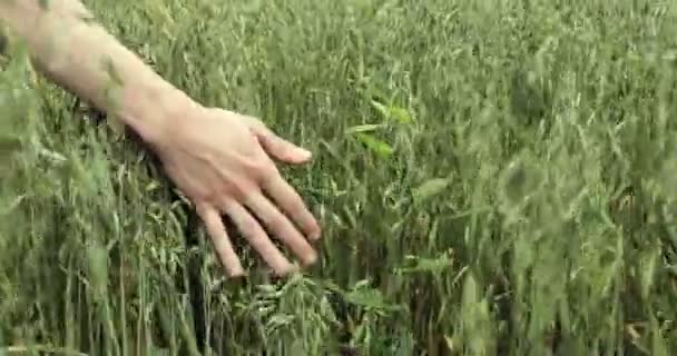Mano del agricultor tocando la cosecha de avena — Vídeos de Stock