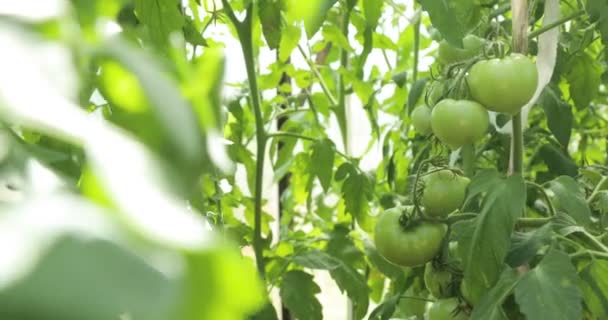 Escova de tomate estufa com tomates verdes nele — Vídeo de Stock