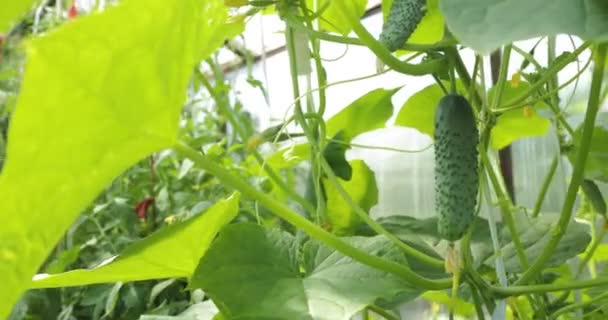 Plántulas jóvenes de pepino fresco cultivadas en campo abierto. plantaciones de pepino. El cultivo de pepinos en invernaderos. Pepinos en un jardín en el pueblo . — Vídeo de stock