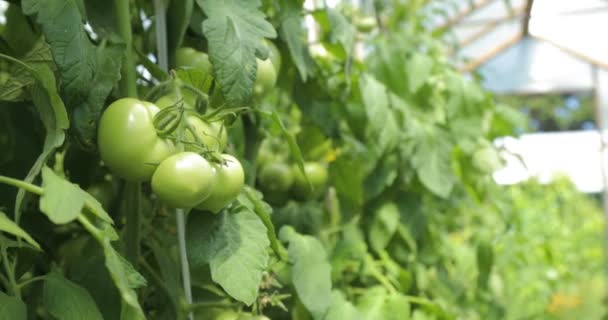 Broeikasgassen tomaat takhout met groene tomaten in het — Stockvideo