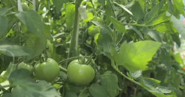 Madera de tomate de invernadero con tomates verdes en ella — Vídeo de stock
