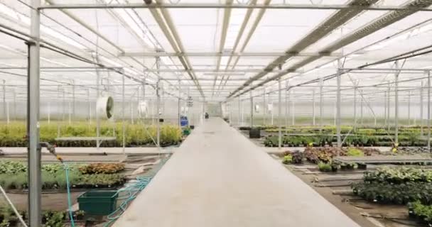 Invernadero industrial ligero con incluso filas de plantas en el interior. Agricultura moderna: crecer en un invernadero automatizado . — Vídeos de Stock