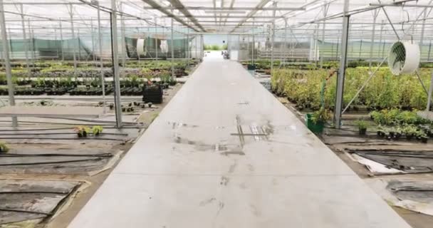 Grote glazen kas met bloemen. Groeiende bloemen in kassen. Interieur van een bloem van de moderne kas. — Stockvideo