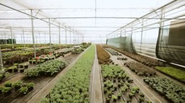 Taze organik marul fidesi bir sera içinde