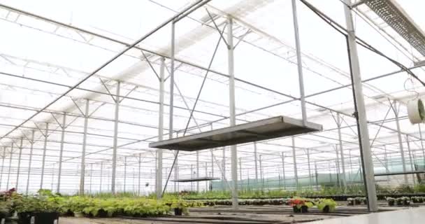 Dentro del invernadero moderno. Lechuga orgánica fresca que crece en un invernadero — Vídeo de stock