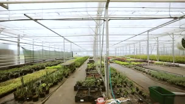 Grote glazen kas met bloemen. Groeiende bloemen in kassen. Interieur van een bloem van de moderne kas. — Stockvideo